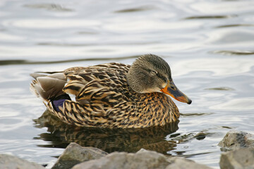 Female Mallard, Anas platyrhynchos, relaxing by shore