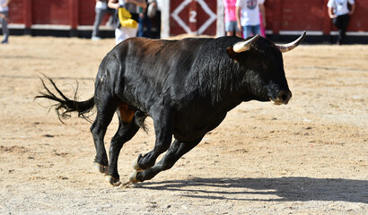 spanish black bull with big horns running on the show of bullfight in spain