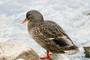 Female Mallard, Anas platyrhynchos, resting by the shore