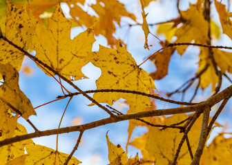 yellow autumn leaves