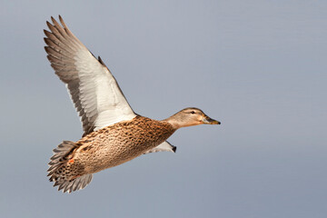 Female Mallard, Anas platyrhynchos, close view in flight