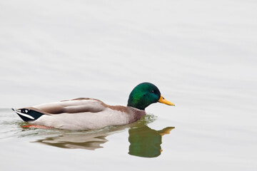 Male Mallard, Anas platyrhynchos, on the water