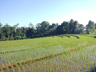 Fototapeta na wymiar photo of fertile agricultural fields in Indonesia
