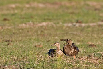 Mexican Duck, Anas diazi, formerly considered a subspecies of the Mallard