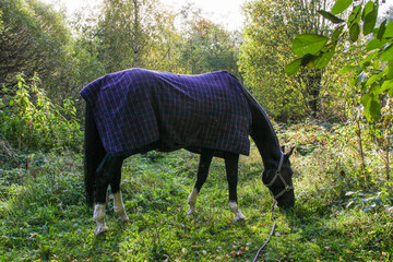 the horse is grazing