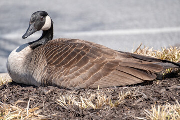 Goose sitting