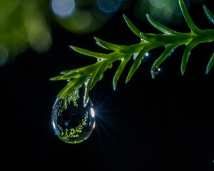 Water drop