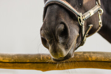 nose of a brown horse close-up, nostrils and lips of a horse 