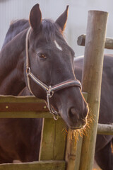 head brown horse in a halter