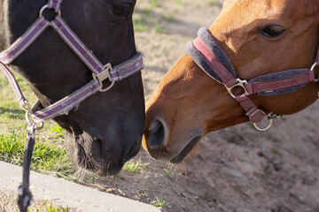portrait of two communicating horses in bridles