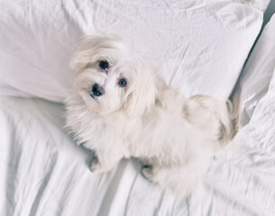 Adorable white dog at bed.