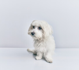 Adorable dog over isolated white background.