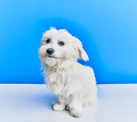 Adorable dog over isolated blue background.