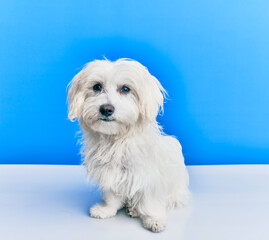 Adorable dog over isolated blue background.
