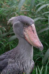 wild adult female gorilla in park 