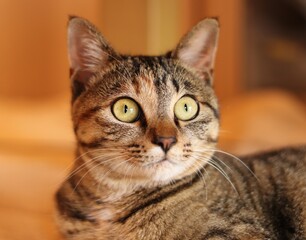 Close-up portrait of young tabby cat, looking at something
