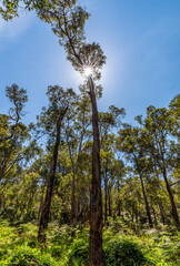 Araluen bush land in Perth, Western Australia