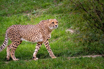 wild adult and fast cheetah on a walk on the green grass in nature in the park during the day