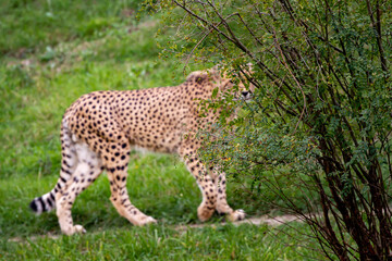 Fototapeta na wymiar wild adult and fast cheetah on a walk on the green grass in nature in the park during the day