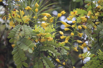 beauty tree symbol of Brazil