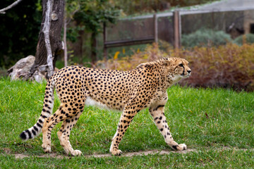 wild adult and fast cheetah on a walk on the green grass in nature in the park during the day