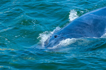 Apex or top of Blueda whale is swimming on surface of sea water. This part also show nostrils or nose to breathing.