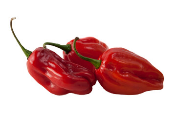 Hot peppers on white background
