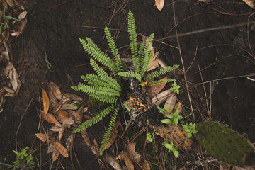 Ferns in a Forest.