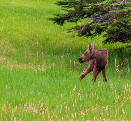 Newborn baby moose calf taking its first steps in a grass meadow in Alaska.  The newborn, less than...