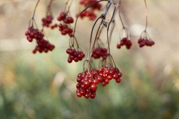 red viburnum berries on branches with yellow leaves in autumn
