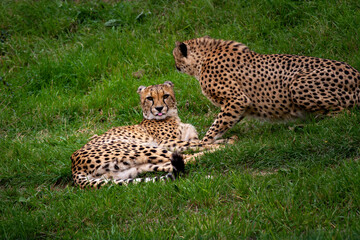 wild adult and fast cheetah on a walk on the green grass in nature in the park during the day