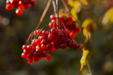 red viburnum berries on branches with yellow leaves in autumn