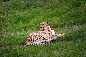 wild adult and fast cheetah on a walk on the green grass in nature in the park during the day