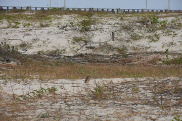 Owl on the beach