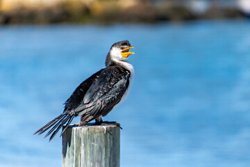 Little Pied Cormorant at Rockingham WA