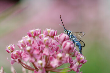 Lesser Peachtree Borer Moth nectaring on swamp milkweed