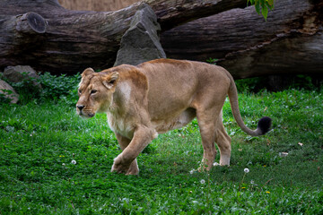 wild lioness walks on the green grass in the park in nature