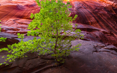 Small Cottonwood Tree Growing On The Wals of Long Canyon Slot in Long Canyon,Grand...