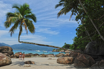 View of a famous coconut tree on Aventureiro Beach , at Ilha Grande - Angra dos Reis, Brazil