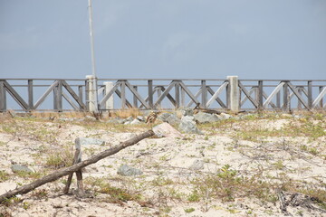 Owl on the beach