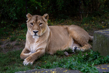 Fototapeta na wymiar wild lioness walks on the green grass in the park in nature