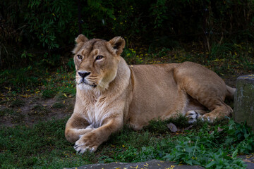wild lioness walks on the green grass in the park in nature