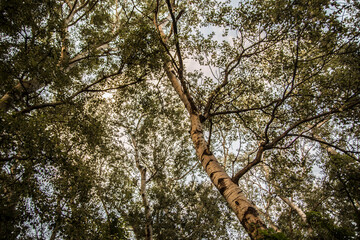 Fototapeta premium trees in the forest