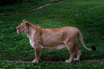 wild lioness walks on the green grass in the park in nature