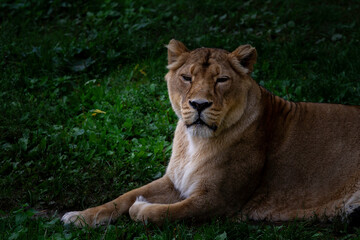 Obraz na płótnie Canvas wild lioness on the green grass in the park in nature
