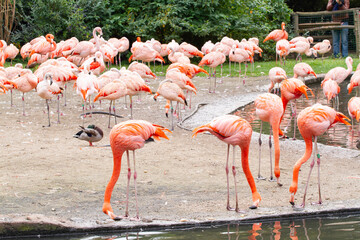 group of pink flamingos by the lake in nature in the park

