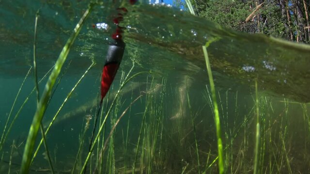 Young woman fishing on a forest lake's coast with underwater view of fishing float and weed on a bottom