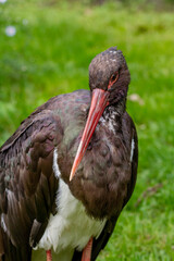 orange black billed stork