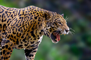 Jaguar. City of São Paulo - Brazil