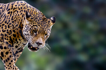 Jaguar. City of São Paulo - Brazil